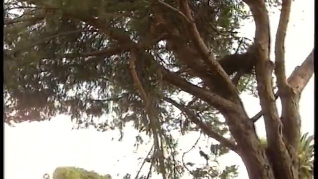 Ruoppolo Teleacras - I flagelli del maltempo смотреть онлайн