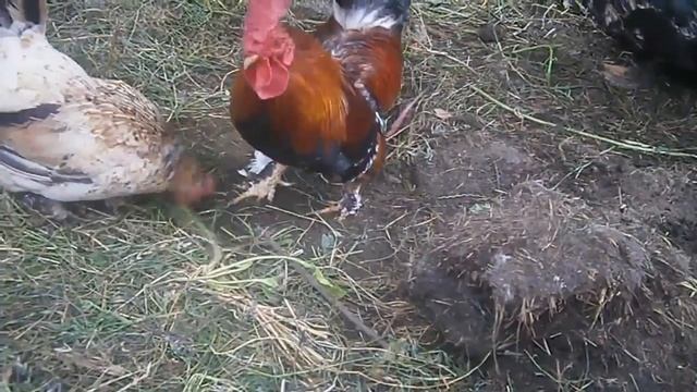 Будни птичьего двора смотреть онлайн