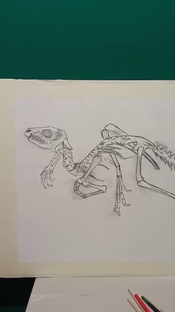 ВЕЛОЦИРАПТОР из гипса : Мир Юрского периода