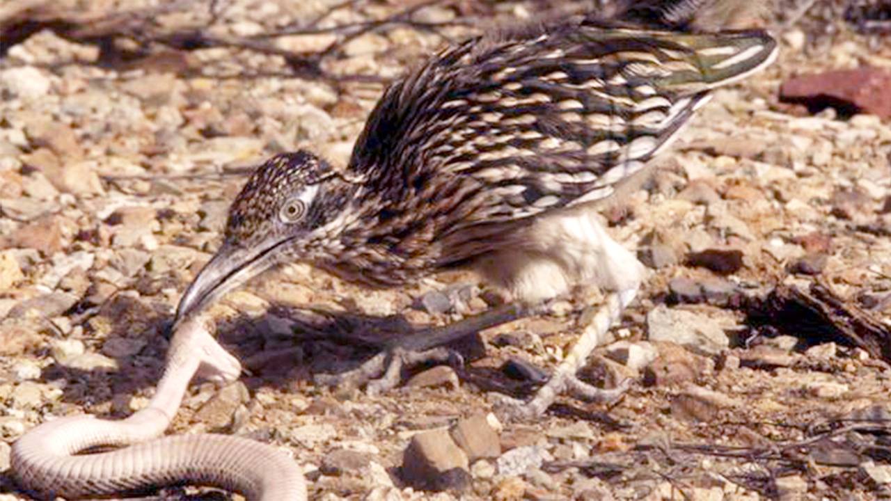 Калифорнийская кукушка – охотник на ЗМЕЙ и самый быстрый бегун! смотреть онлайн