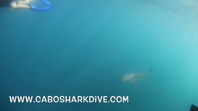 kids swimming safely with school of silky sharks смотреть онлайн