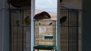 Pour aider vos canaris à chanter