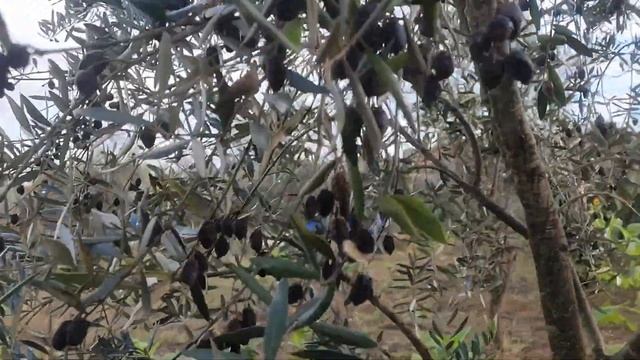 Gafa no olival, saiba o que origina e como prevenir @OlivalGrande смотреть онлайн