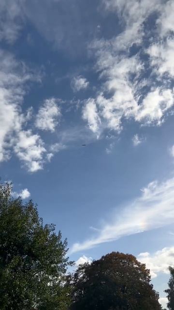 Red kite outside my house 2 #shorts смотреть онлайн