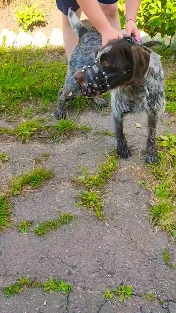 Дратхаар Граф приехал в клинику/ стерилизация бездомных животных смотреть онлайн