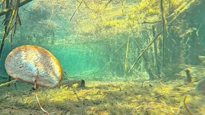 Реакция рыбы на хлеб пропитанный чесноком. Будут ли есть?