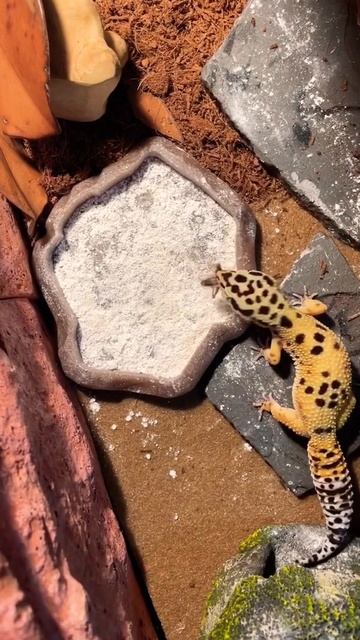 That tail wiggle though 💚 смотреть онлайн