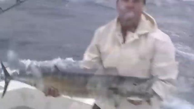 Blue Marlin in Bahamas смотреть онлайн