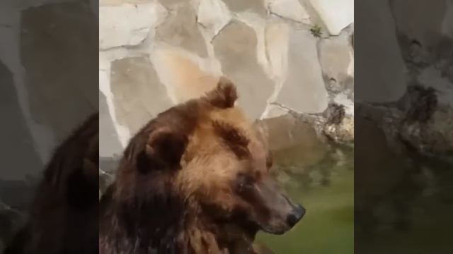 Московский зоопарк смотреть онлайн