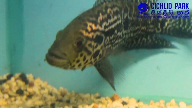 Hybrid Jaguar x Yellow Jacket with F1 Baby fish | Cichlid Park-Sri Lanka смотреть онлайн