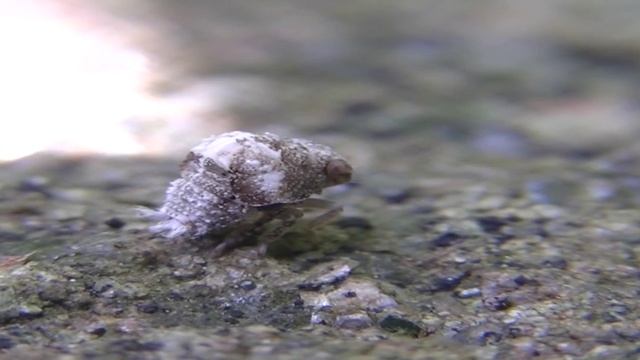 Planthopper Nymph *Acanalonia Bivittata смотреть онлайн