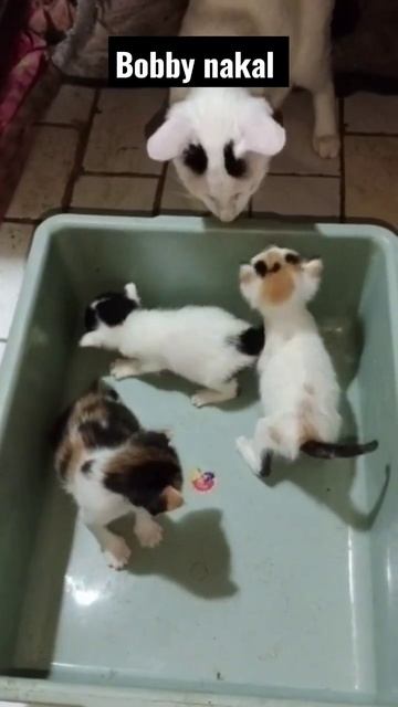 LUCU SEKALI BOBBY MUKUL ADIKNYA😄 #Short смотреть онлайн