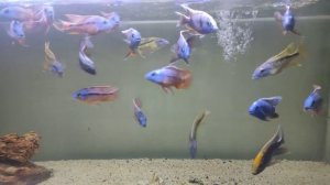 Protomelas Red Empress Boadzulu