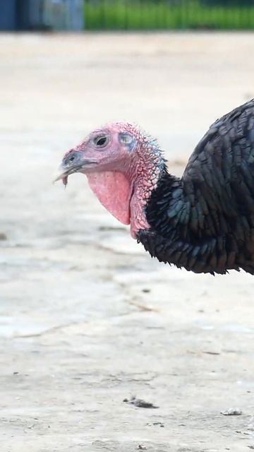 Poultry Farm Technology, Incredible Poultry Farm Technology