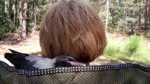 Любовь вороны и человека. Ласковая ворона