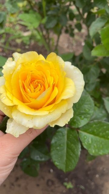 Роза из пересорта, сидит под названием Супер Грин смотреть онлайн