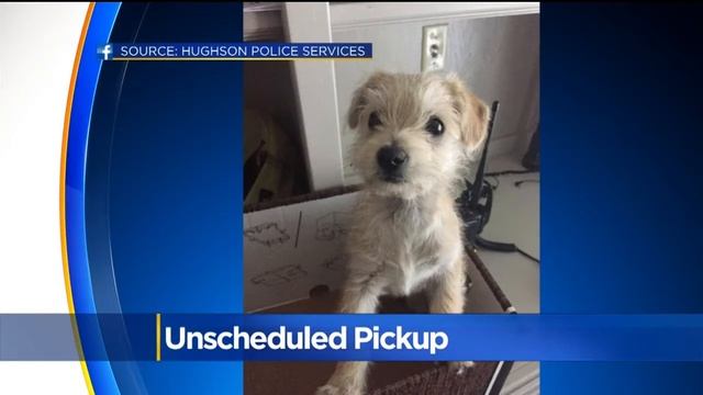 UPS Driver Makes Unscheduled Pickup смотреть онлайн