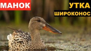 🔊ЗВУК (ГОЛОС) УТКА ШИРОКОНОС УХАЖИВАНИЕ