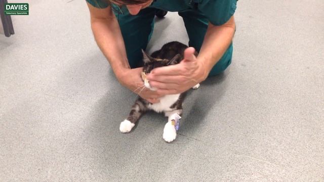 Davies Veterinary Specialists Cat Thiamine Deficiency Video смотреть онлайн