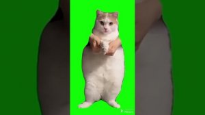 кот флексит под музыку тун тун тун  туруру туруру