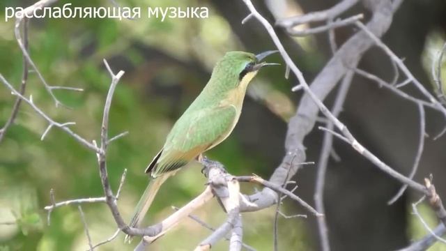 КРАСИВАЯ НЕВЕРОЯТНАЯ МУЗЫКА! Чарующие, нежные проникновенные мелодии! Божественная музыка С.Грищук смотреть онлайн