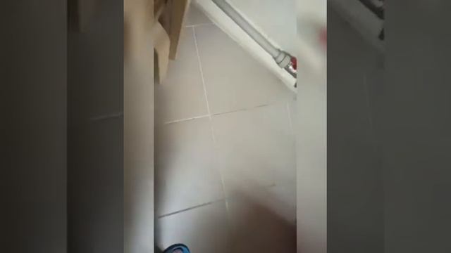 История в котокафе "Мурзик"🙂 смотреть онлайн