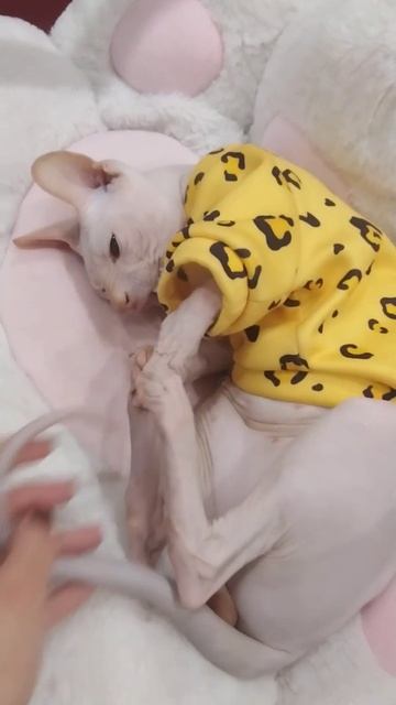 ест хвост #sphynx #catlover #cats #kitten #сфинкс #cat #кот #animals #funnycats #funnyvideo #shorts смотреть онлайн