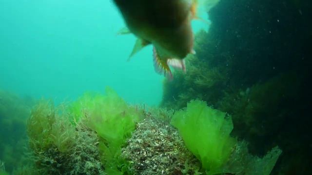 Ria d'Etel sous-marine : le crénilabre смотреть онлайн