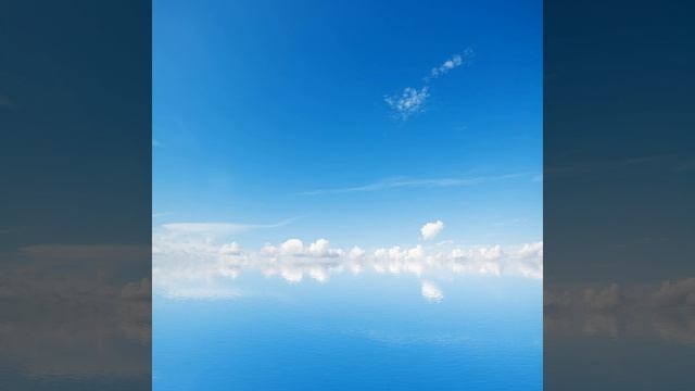 The Black Koala смотреть онлайн