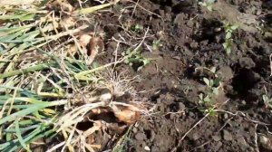 лук "берёзовский аристократ" начинаем убирать...