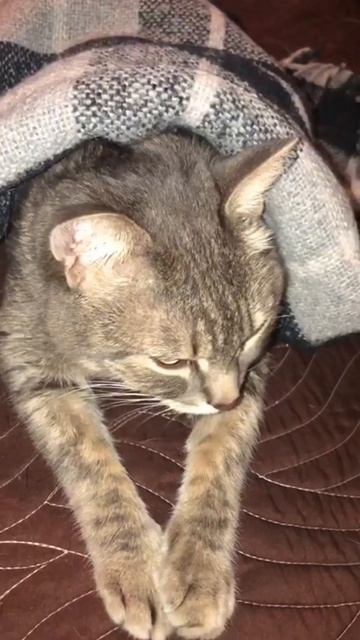 🐾 Немного юмора не помешает😅 Стих «Сосиска»