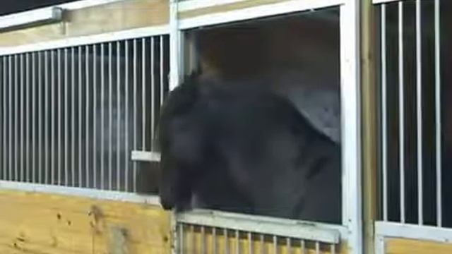 УМНАЯ ЛОШАДЬ смотреть онлайн