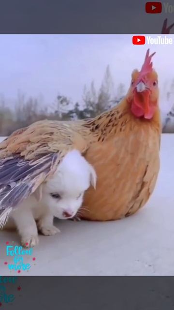 Beautiful & Magnificent Relationship Between Little Puppy & Sweet Hen