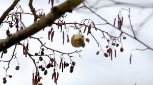 Чиж. Песни чижей