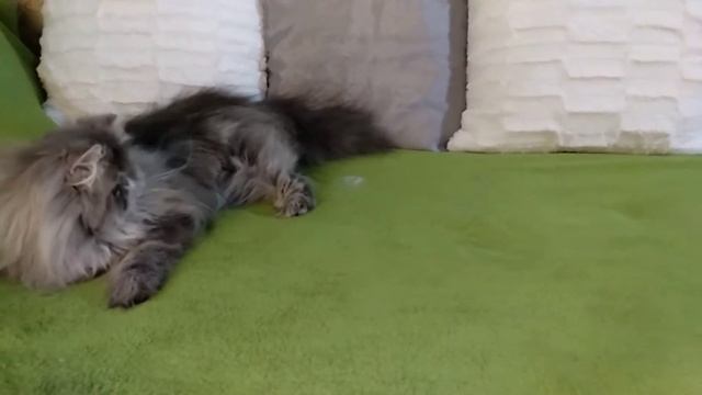 Sapphire (Сапфир) смотреть онлайн