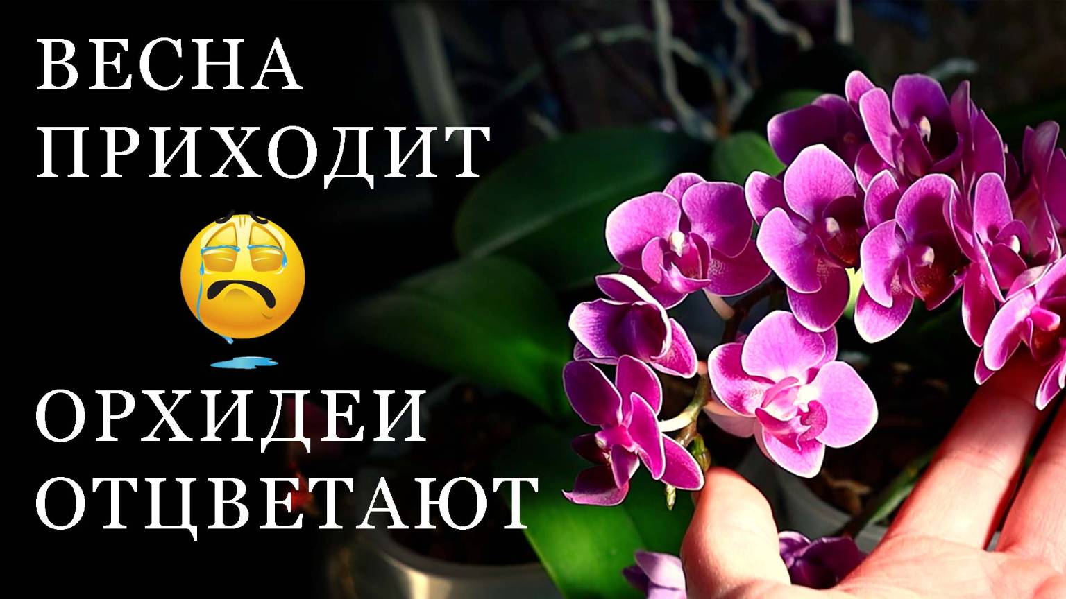 Весна Приходит Орхидеи Отцветают