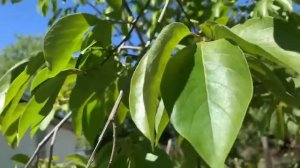 КУПИЛИ ХАТУ НА КУБАНИ🌳