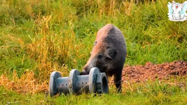 Дикі тварини та їх голоси. Навчальне відео для дітей українською смотреть онлайн