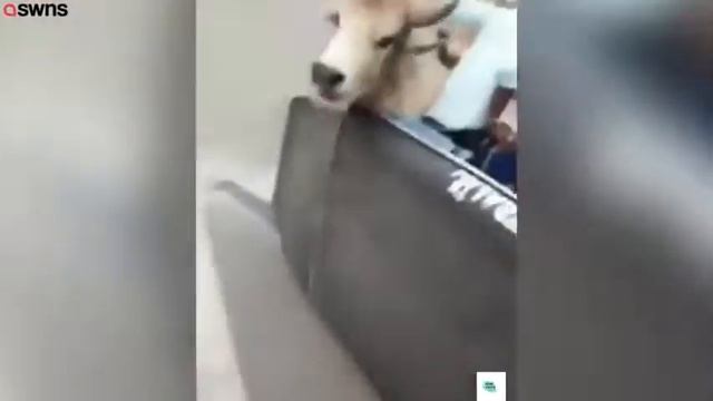 Быки сражаясь на оживленной улице, перевернули транспорт рикши смотреть онлайн