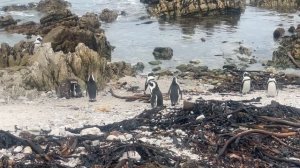 Пингвины Южной Африки