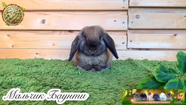 Мальчик Баунти смотреть онлайн