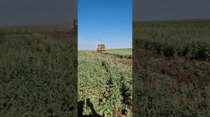 К700А, ЯМЗ 238 НД3, ПАХОТНОЕ ОРУДИЕ ,,СВЕТЛОГРАДСКИЙ,, ПЛУГ,