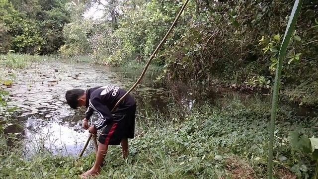 ដាក់អន្ទាក់ជាប់ពស់