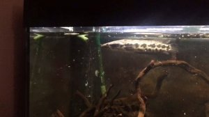 Parachanna Obscura in my 100g