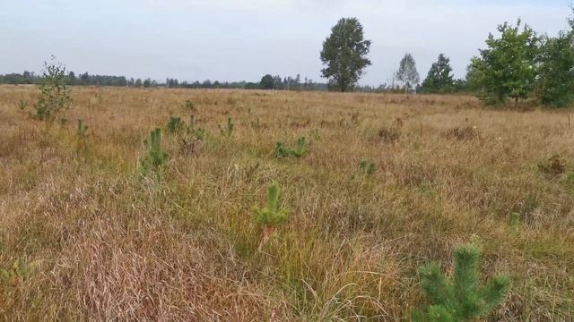 Сезон збирання картоплі розпочато🔥🔥🔥Однорядна копачка в дії 🚜🇺🇦 смотреть онлайн