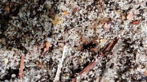 Wild Pheidole morrisii excavating nest #ant #pheidole