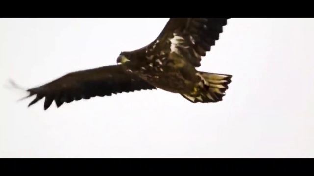 Александр Маршал Орел, Турчи - Новолакское смотреть онлайн