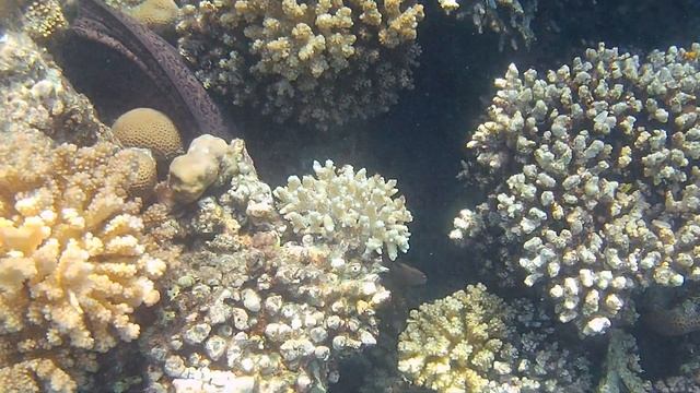 Мурена в засаде. Moray in ambush смотреть онлайн