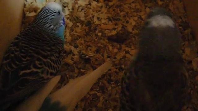 Птенец просит есть смотреть онлайн