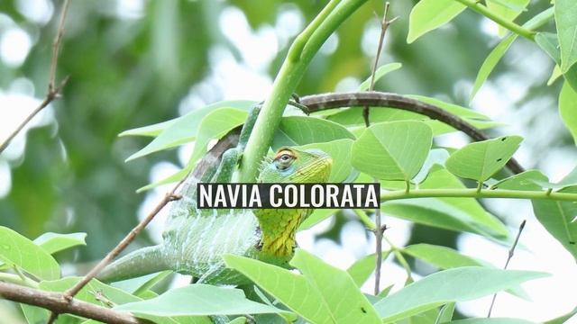 Navia colorata смотреть онлайн